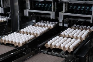 eggs being crated